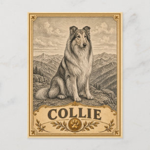 Collie, Vintage Heritage Dog Postcard