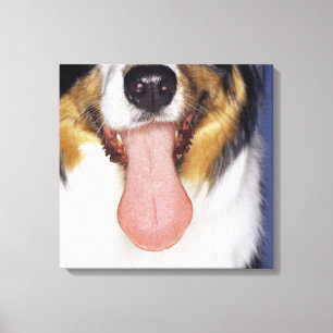 Collie wagging tongue canvas print
