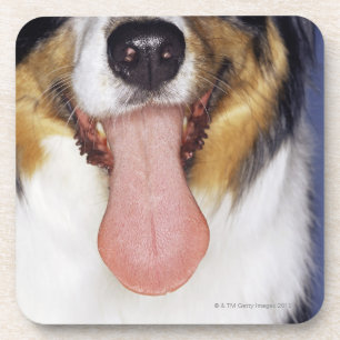 Collie wagging tongue coaster