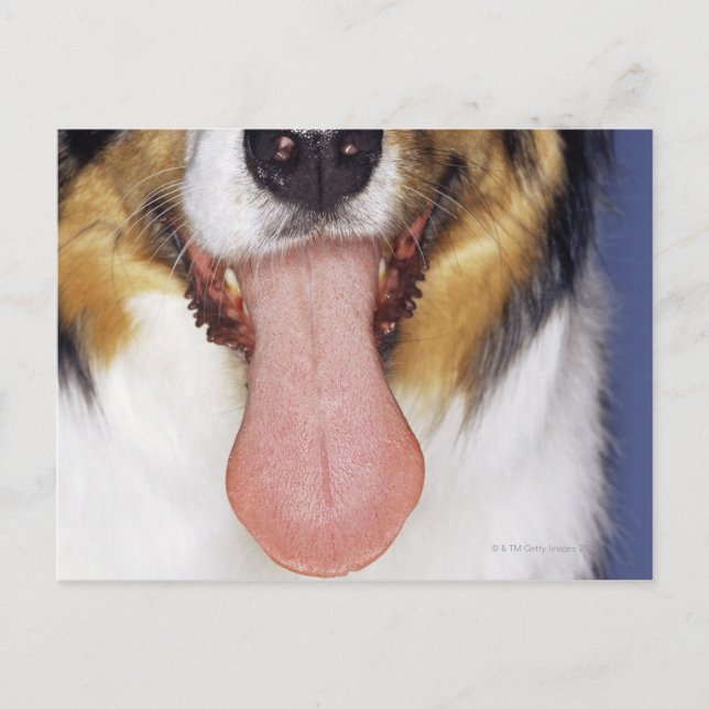 Collie wagging tongue postcard (Front)