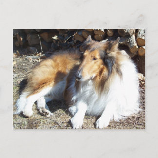 Collie With Firewood Postcards