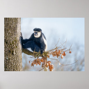 Colobus Monkey in the Canopy Poster