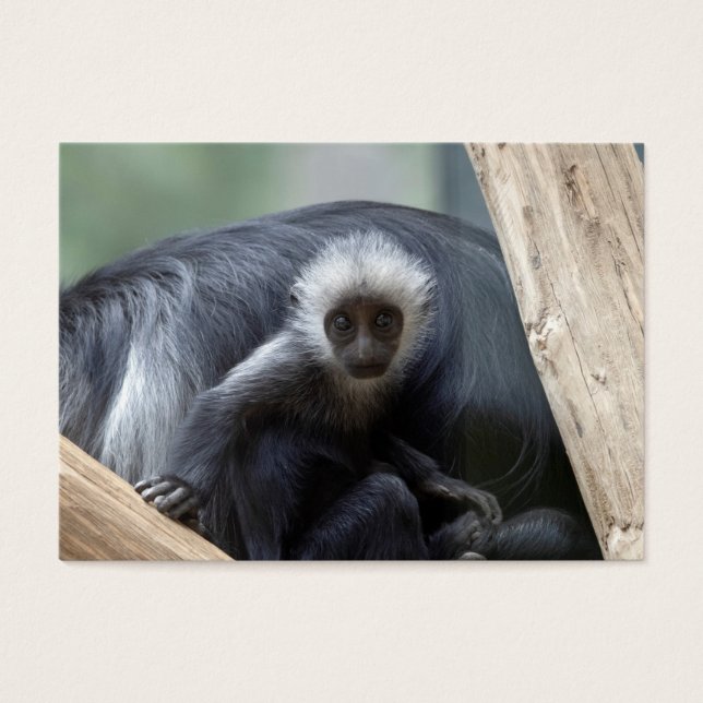 Colobus polykomos (Front)