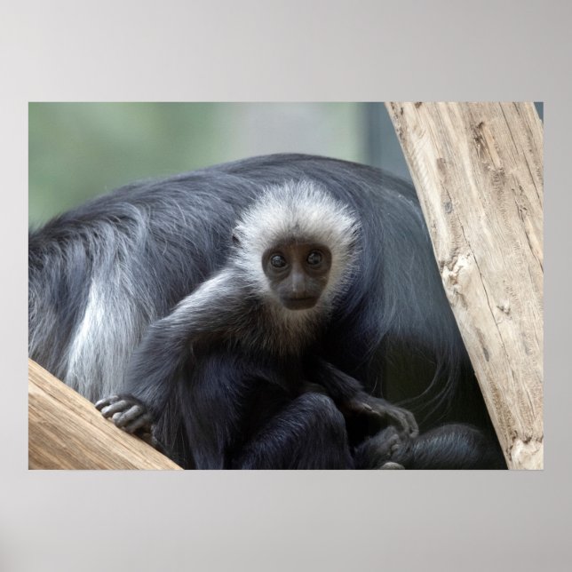 Colobus polykomos poster (Front)