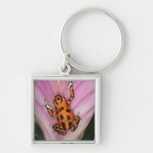 Colon Isle Dart Frog, Oophaga pumilio Key Ring