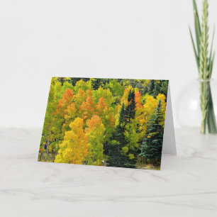 Colorado Aspen Grove Card