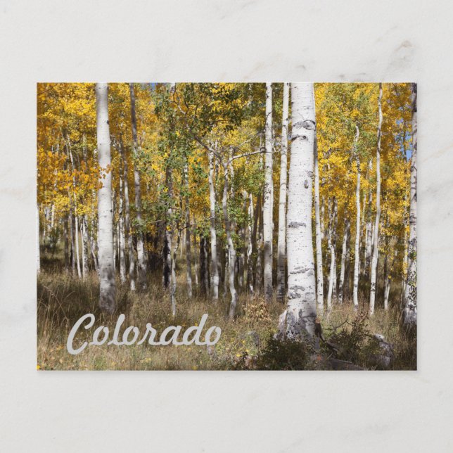 Colorado Aspen Grove in Autumn Postcard (Front)