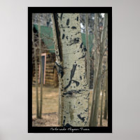 Colorado Aspen Trees