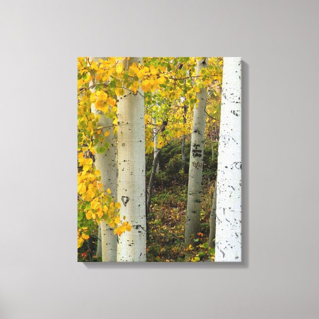 Colorado Aspens Designer Wrapped Canvas (Front)