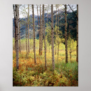 Colorado, Autumn colours of aspen trees Poster