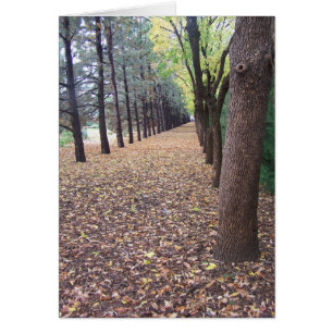 Colorado Autumn Lane