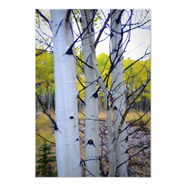 Colorado Birch Trees Photo Print (Front)