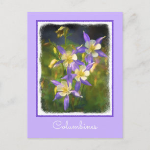 Colorado Blue Columbine Painting - Original Art Postcard