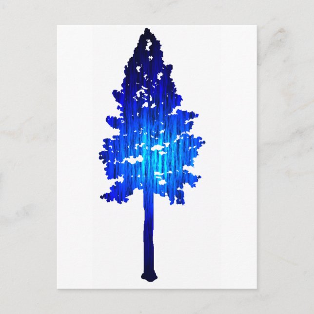 Colorado Blue Spruce Postcard (Front)