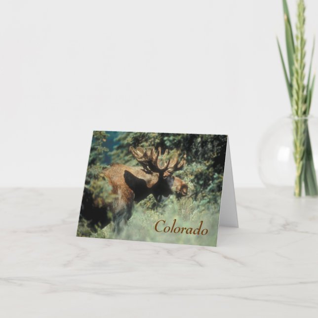 colorado bull moose Note Card (Front)