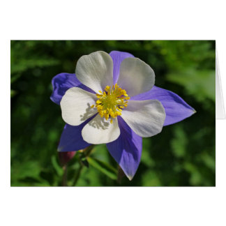 Colorado Columbine