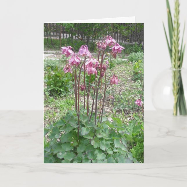 Colorado Columbine Birthday Card (Front)