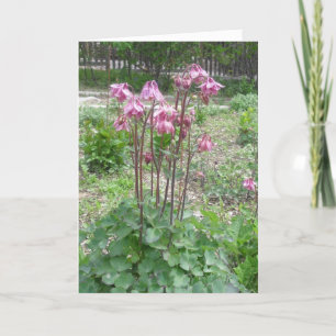 Colorado Columbine Birthday Card