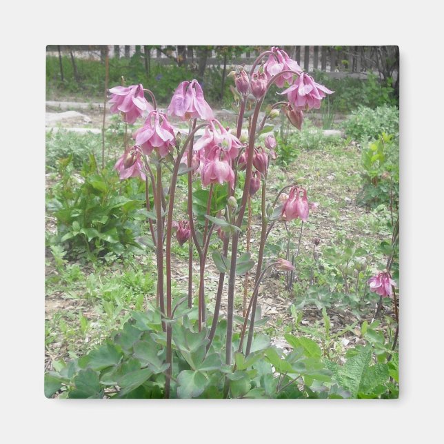 Colorado Columbine Magnet (Front)