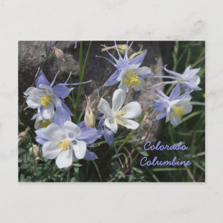 Colorado Columbine Postcard