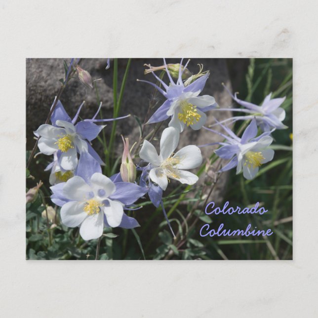 Colorado Columbine Postcard (Front)