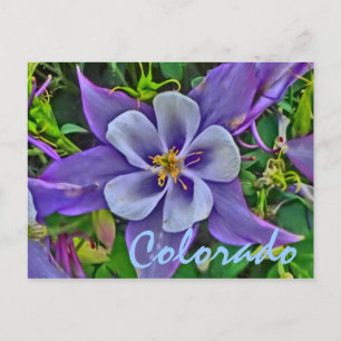 Colorado columbine postcard