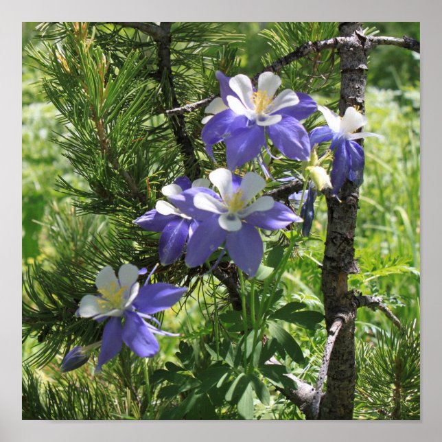 Colorado Columbine Poster (Front)