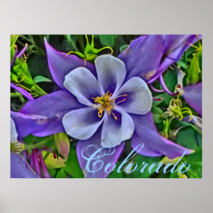 Colorado columbine poster