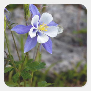 Colorado Columbine Square Sticker