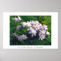 COLORado Columbines