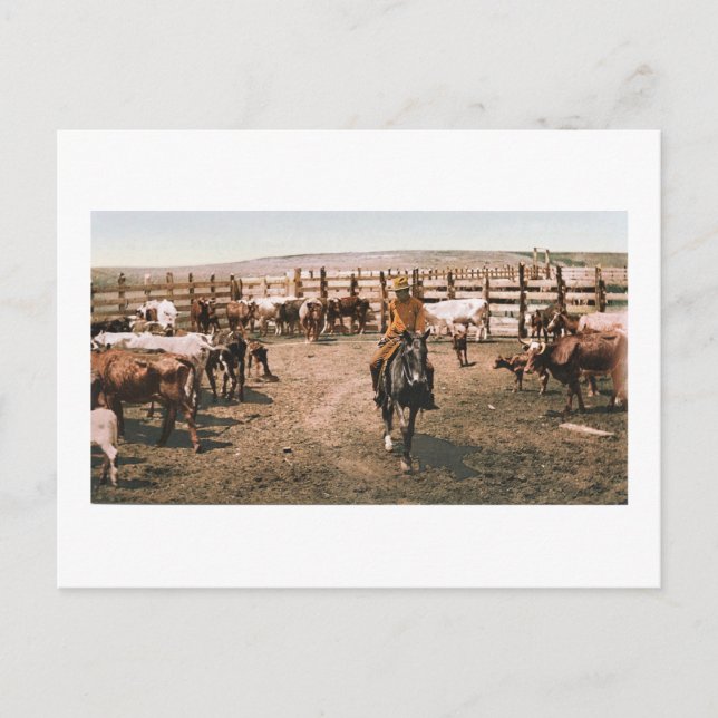 Colorado Cowboy 1904 Postcard (Front)