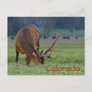 Colorado elk postcard