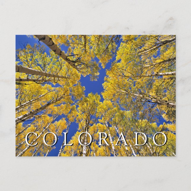 Colorado Fall | Aspen Forest | Happy Birthday Postcard (Front)