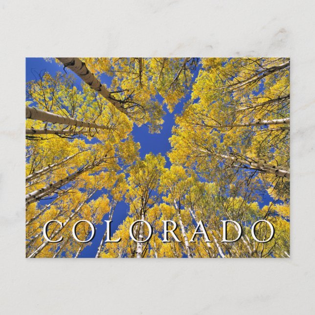 Colorado Fall | Aspen Forest in Autumn Postcard (Front)