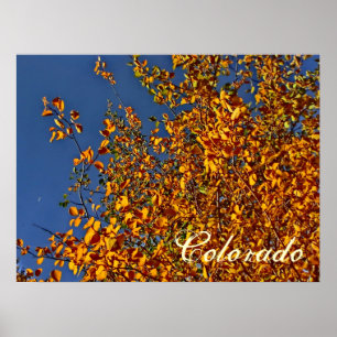 Colorado fall aspen poster