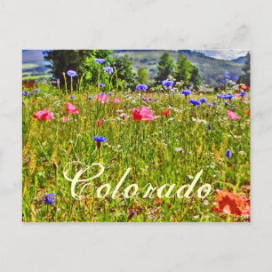 Colorado floral postcard