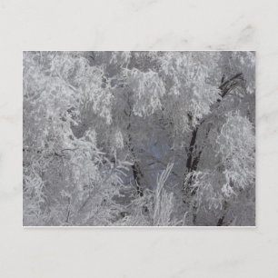 Colorado Frosty Morning Postcard