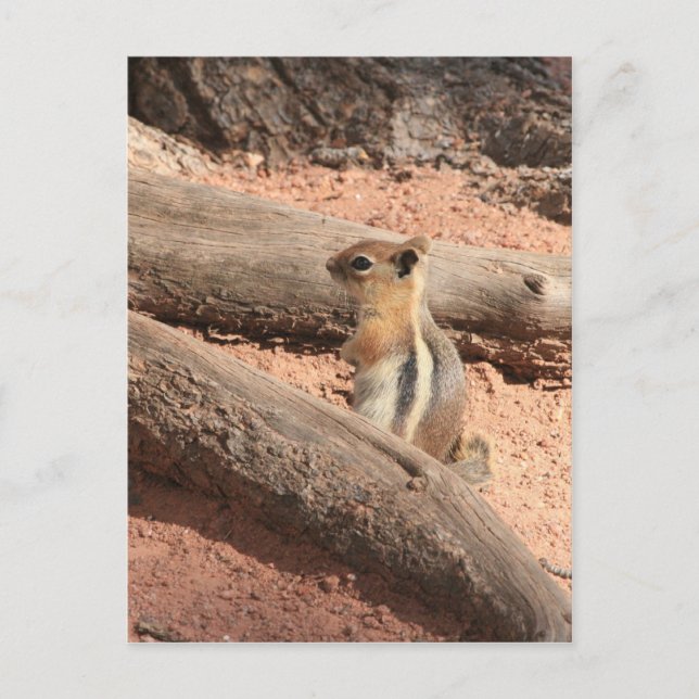 Colorado Ground Squirrel Postcard (Front)