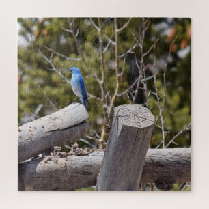 Colorado Mountain Bluebird - 20x20 - 676 pcs Jigsaw Puzzle