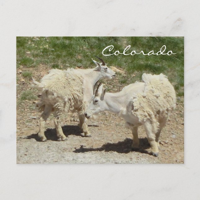 Colorado mountain goat postcard (Front)