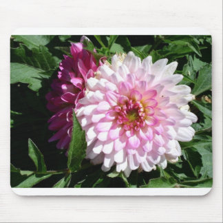 Colorado pink dahlia mouse pad