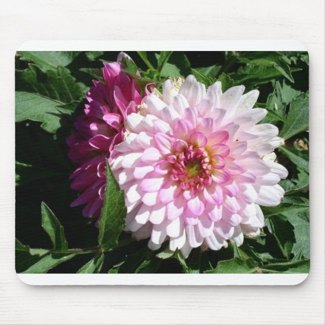 Colorado pink dahlia mouse pad (Front)