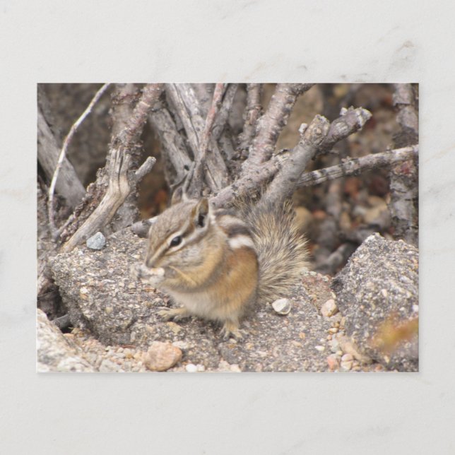 Colorado Rocky Mountain Chipmunk Postcard (Front)