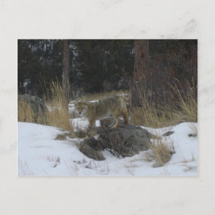 Colorado Snow Coyote Postcard