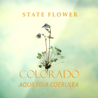 Colorado Territory Flower Blue Aquilegia coerulea