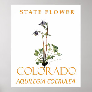 Colorado Territory Flower Blue Aquilegia coerulea Poster