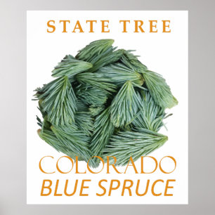 Colorado Territory Tree The Blue Spruce Poster