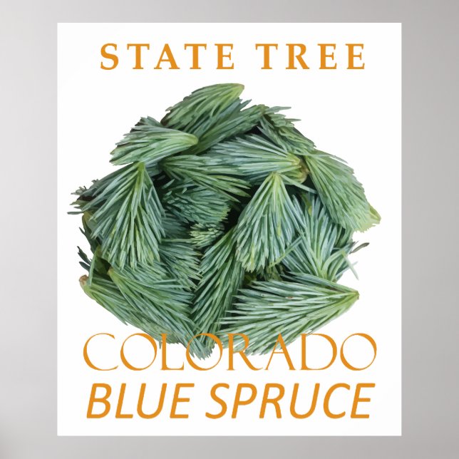 Colorado Territory Tree The Blue Spruce Poster (Front)