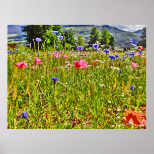 Colorado wildflower canvas print