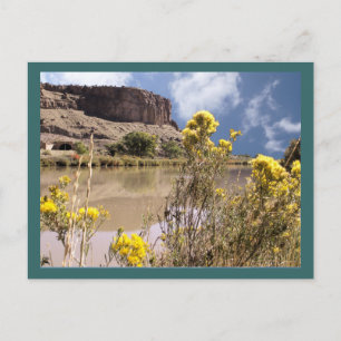 Colorado Wildflowers Postcard
